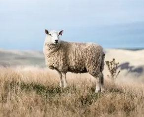 2019年羊养殖行业现状与改良种用绵羊进口情况分析，需及时进行疫苗接种「图」