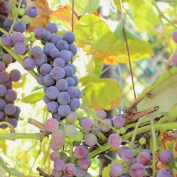 中国葡萄种植行业产量、进出口及发展趋势分析，品种结构逐渐丰富「图」