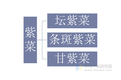 紫菜的主要养殖品种