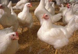 替代效应助力肉鸡养殖业发展，产能稳步扩张「图」