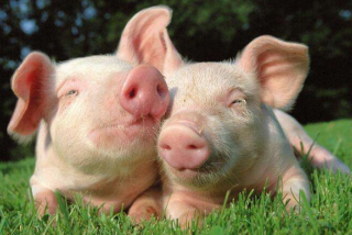 辽宁省生猪产能正在持续恢复，现已恢复到常年九成水平