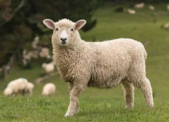 绵羊毛行业发展现状分析，产量逐渐下降「图」
