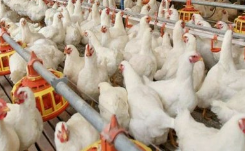 2020我国白羽鸡发展现状，鸡肉类快餐带动市场需求「图」
