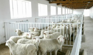 2019年肉羊养殖行业发展现状及趋势分析，区域化程度提高「图」