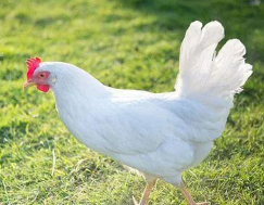 2019年中国黄羽肉鸡行业发展历程、出栏量及竞争格局分析「图」