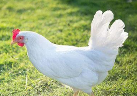 2020年中国白羽肉鸡行业产量、出栏量及规模分析「图」