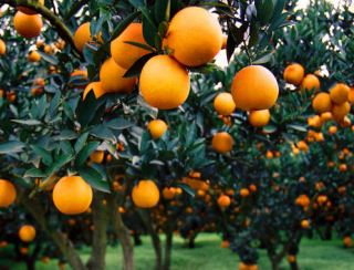 2019年柑橘产量、进出口情况及绿色生态种植技术分析「图」