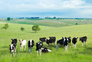 2020年我国奶牛养殖行业市场现状分析，奶牛存栏下降，牛奶产量增长「图」
