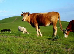 2019年中国肉牛养殖行业发展现状及趋势分析，肉牛养殖行业产业转型加速「图」