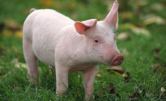 2021年我国生猪养殖行业市场前景展望，产能扩张或将开启猪价新周期「图」 