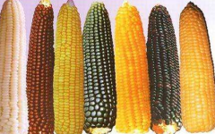 我国转基因种子市场发展现状分析，2021年转基因玉米有望在国内进入产业化轨道「图」