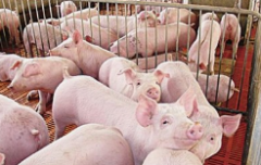 2020年生猪养殖行业发展现状及进出口分析，生猪供给将逐渐宽松「图」