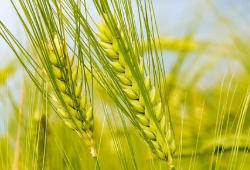 2020年我国小麦相关产业链发展现状及未来趋势分析，产业链下游产品种类呈现多样化特点「图」