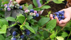 2020年中国蓝莓种植面积、产量、产值及发展趋势分析，贵州蓝莓产量全国第一「图」