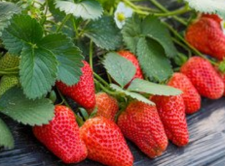 2020年我国草莓种植业发展现状与市场前景分析—草莓鲜食火爆的背后，深加工市场正蓄势待发「图」