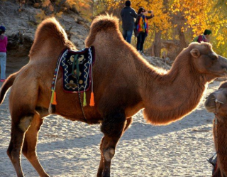 全球及我国骆驼行业发展现状及前景分析，骆驼养殖前景一片光明「图」