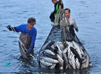 2019年中国渔业经济总产值和渔业经济分类别产值「图」