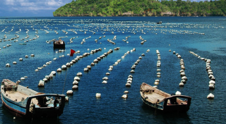 2019年中国海水养殖行业产量逐渐上升，贝类养殖产量最高「图」