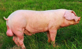 2020年中国种猪行业发展现状分析，种猪绝大部分来自进口「图」