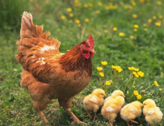 中国蛋鸡存栏量维持稳定，祖代蛋种鸡能够满足国内需求「图」