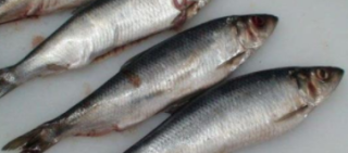 中国鲱鱼捕捞量及进出口量分析，冻鲱鱼出口量降低「图」