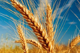 全球及中国小麦发展现状分析，中国小麦产量居世界前列「图」