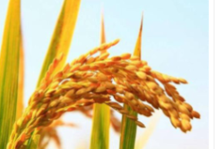 全球及中国稻谷发展现状分析，中国稻谷产量居世界第一「图」