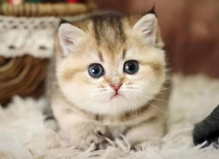 2021年宠物猫行业发展现状分析,行业集中度仍需进一步发展「图」