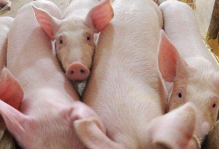 港股IPO|德康集团提交境外上市申请，2020年提供2000万头生猪