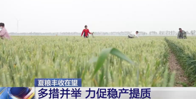 小麦在我国是仅次于水稻的主要粮食作物，历年种植面积为全国耕地总面积的22－30%和粮食作物总面积的20-27%，分布遍及全国各省（市、区）。根据中国农业部的统计，我国小麦播种面积自2016年开始快速减少，到2020年中国小麦播种面积为23380千公顷，同比减少1.5%。