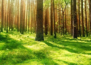 从“沙进人退”到“绿进沙退”，从森林匮乏到人工林面积世界第一！中国森林覆盖率达到23.04%，森林面积2.2亿公顷「图」