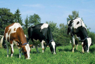 2020年中国奶牛养殖行业市场前景分析，行业越发趋向规模化「图」
