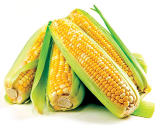 2021年我国玉米市场行情与未来前景分析，饲用玉米需求大增推动玉米市场行情持续走高「图」
