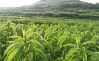 助力梨产业升级 发展农业和中药材种植的高质量发展「图」