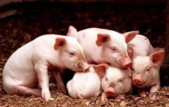 生猪产能调控实施方案发布 “十四五”期间能繁母猪存栏量调控目标：即能繁母猪正常保有量稳定在4100万头左右，最低保有量不低于3700万头「图」