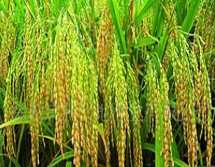 2020年中国水稻种子行业现状及趋势分析，隆平高科龙头地位稳固「图」