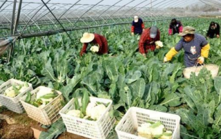2020年中国农产品加工产业现状分析，消费新模式激发新增长点「图」