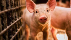 生猪价格6周涨六成期货“温吞水”仅反弹21%