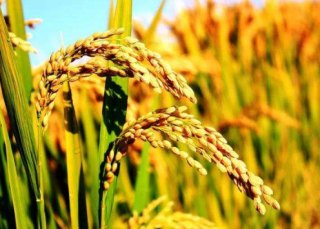 中国杂交水稻行业发展现状分析，市场集中度有待上升「图」