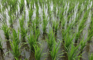 中国早稻品种、播种面积、产量和单位面积产量分析「图」