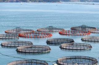 中国鱼类养殖行业发展现状分析，海水养殖鱼类产量逐年上升「图」