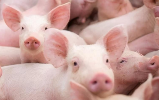 2020年中国生猪养殖行业发展现状分析，行业往规模化生态养殖发展「图」