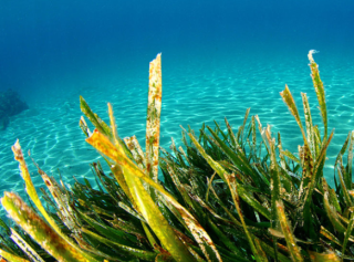 中国海藻养殖行业发展现状分析，海藻全成分利用指日可待「图」