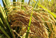 2021年中国稻谷行业发展现状及进出口分析，稻谷出口金额持续增长「图」