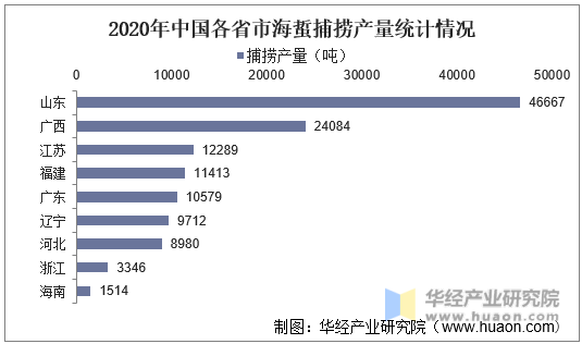 2020年中国各省市海蜇捕捞产量统计情况