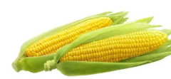 平均亩产980.92公斤 玉米品种“鲁单510”再创纪录