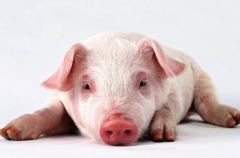 2022年中国生猪行业市场调研及投资战略研究