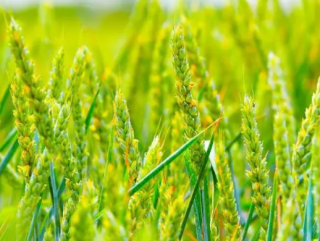 2021年中国小麦行业发展现状分析，行业种植设施化、管理进准化发展「图」