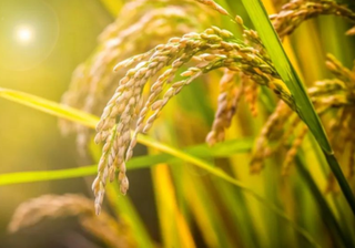 2021年中国粮食行业发展现状分析,粮食播种面积、产量再度迎来上涨「图」