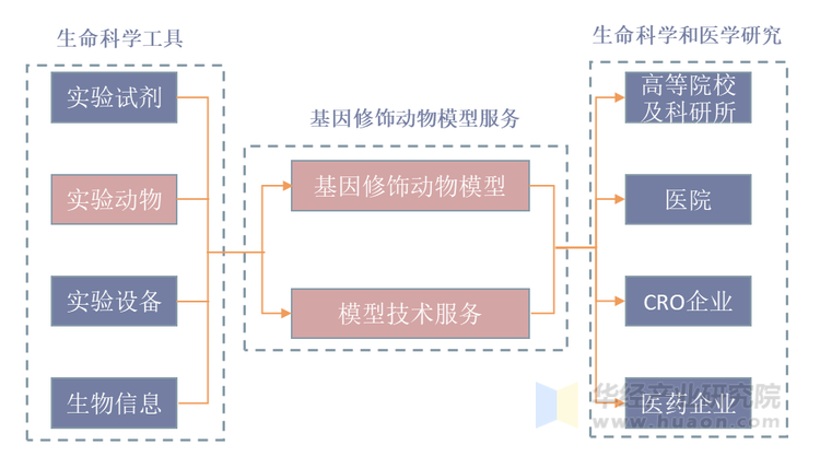 基因修饰动物模型产业链